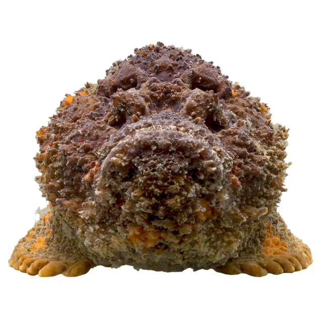 Stonefish